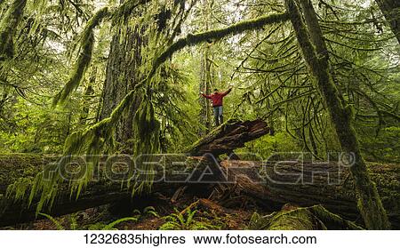 Man standing on a fallen tree in old growth rain forest of Cathedral Grove, MacMillan Provincial Park, Vancouver Island; Port Alberni, British Columbia, Canada View Large Photo Image Stock Photograph - Man standing on a fallen tree in old growth rain forest of Cathedral Grove, MacMillan Provincial Park, Vancouver Island; Port Alberni, British Columbia, Canada. Fotosearch