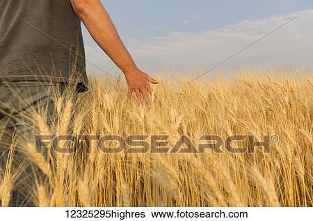 Man walking through wheat field running his hand through the wheat; Val Marie, Saskatchewan, Canada View Large Photo Image Stock Photograph - Man walking through wheat field running his hand through the wheat; Val Marie, Saskatchewan, Canada. Fotosearch
