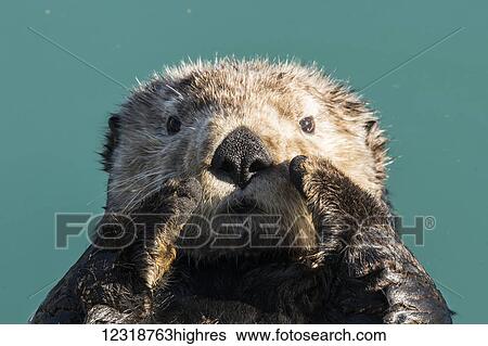 Marine Life View Large Photo Image Stock Photograph - Marine Life. Fotosearch