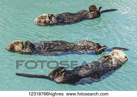 Marine Life View Large Photo Image Stock Photograph - Marine Life. Fotosearch