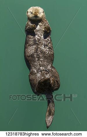 Stock Photograph - Marine Life. Fotosearch