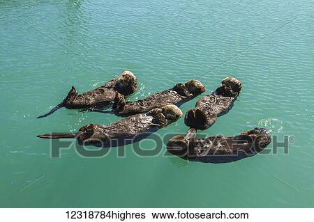 Marine Life View Large Photo Image Stock Photograph - Marine Life. Fotosearch