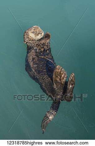 Marine Life View Large Photo Image Stock Photograph - Marine Life. Fotosearch
