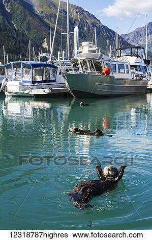 Marine Life View Large Photo Image Stock Photograph - Marine Life. Fotosearch