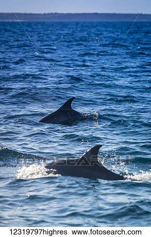 Stock Photograph - Marine Life. Fotosearch