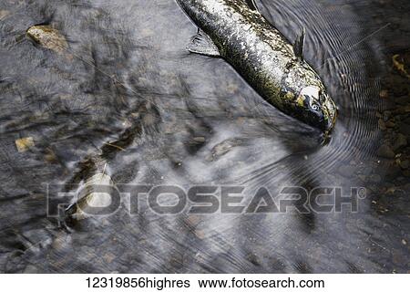 Marine Life View Large Photo Image Stock Photograph - Marine Life. Fotosearch