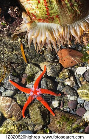 Marine Life View Large Photo Image Stock Photograph - Marine Life. Fotosearch