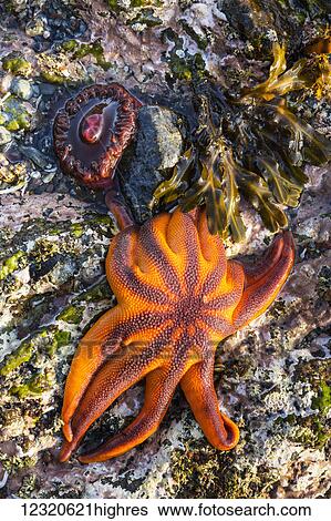 Marine Life View Large Photo Image Stock Photograph - Marine Life. Fotosearch