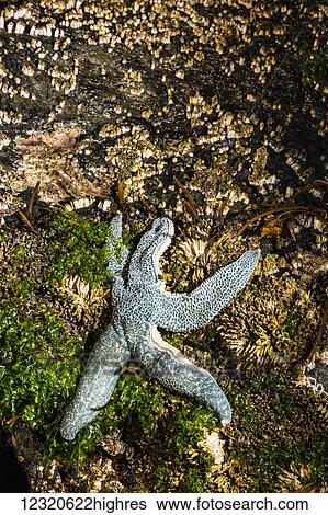 Stock Photograph - Marine Life. Fotosearch