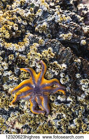 Marine Life View Large Photo Image Stock Photograph - Marine Life. Fotosearch