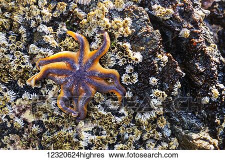 Stock Photograph - Marine Life. Fotosearch