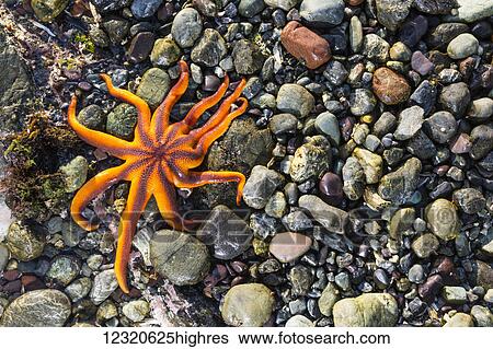 Marine Life View Large Photo Image Stock Photograph - Marine Life. Fotosearch