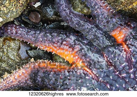 Stock Photograph - Marine Life. Fotosearch
