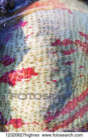 Stock Photograph - Marine Life. Fotosearch