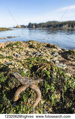 Stock Photograph - Marine Life. Fotosearch