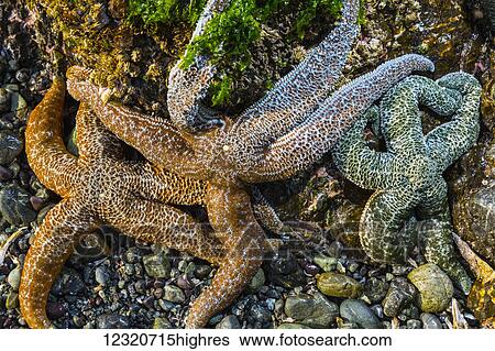 Marine Life View Large Photo Image Stock Photograph - Marine Life. Fotosearch