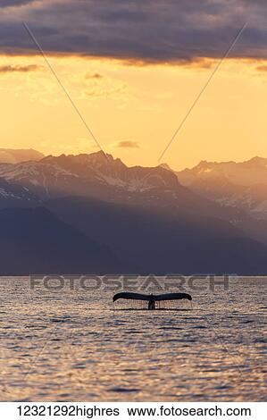 Stock Photograph - Marine Life. Fotosearch