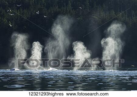 Marine Life View Large Photo Image Stock Photograph - Marine Life. Fotosearch