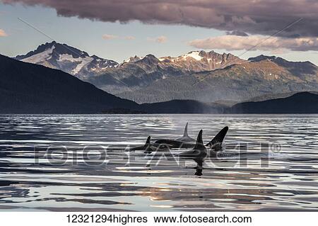 Stock Photograph - Marine Life. Fotosearch