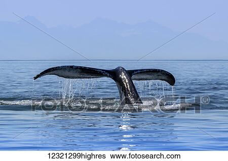 Marine Life View Large Photo Image Stock Photograph - Marine Life. Fotosearch