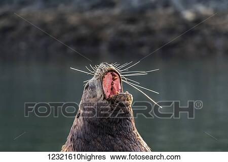 Stock Photograph - Marine Life. Fotosearch