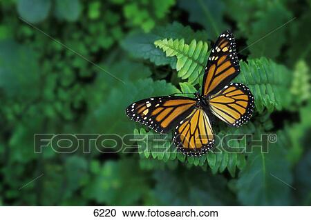 Stock Image - Monarch butterfly on fern. Fotosearch