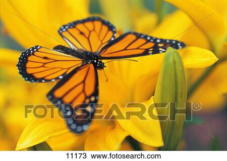 Stock Image - Monarch butterfly on flower. Fotosearch