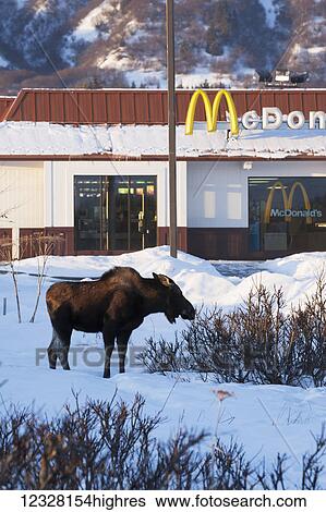 Stock Photograph - Moose standing in snow with the Homer McDonald's in the background, Southcentral Alaska, USA. Fotosearch