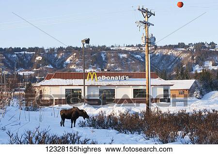 Stock Photograph - Moose standing in snow with the Homer McDonald's in the background, Southcentral Alaska, USA. Fotosearch