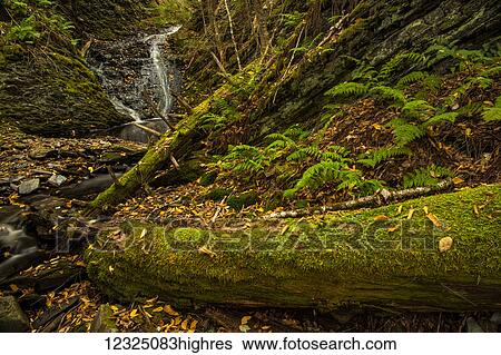 Stock Photograph - Moss covered tree trunks and waterfall along Old Sanford brook in autumn, near West Gore; Nova Scotia, Canada. Fotosearch