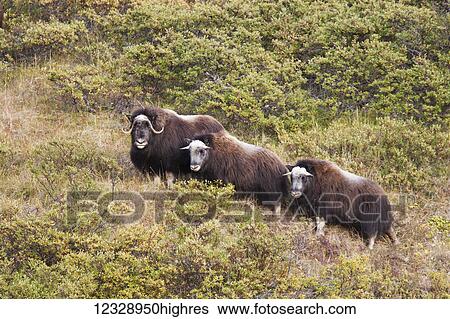 Muskox (Ovibos moschatus) standing on a hillside; Alaska, United States of America View Large Photo Image Stock Photograph - Muskox (Ovibos moschatus) standing on a hillside; Alaska, United States of America. Fotosearch