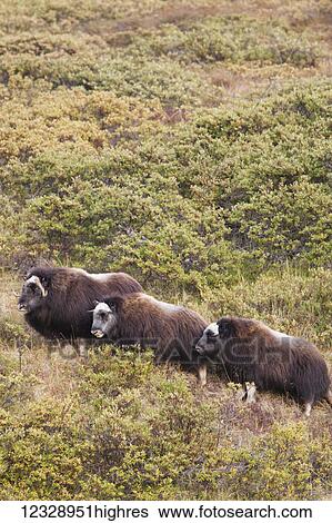 Muskox (Ovibos moschatus) standing on a hillside; Alaska, United States of America View Large Photo Image Stock Photograph - Muskox (Ovibos moschatus) standing on a hillside; Alaska, United States of America. Fotosearch