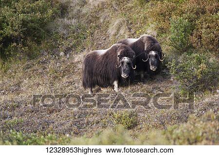 Muskox (Ovibos moschatus) standing on a hillside; Alaska, United States of America View Large Photo Image Stock Photograph - Muskox (Ovibos moschatus) standing on a hillside; Alaska, United States of America. Fotosearch