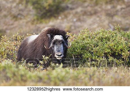 Stock Photograph - Muskox (Ovibos moschatus) standing amongst shrubs; Alaska, United States of America. Fotosearch