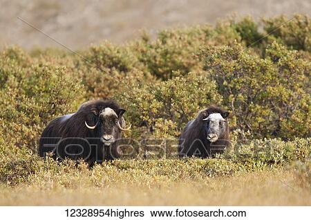 Muskox (Ovibos moschatus) standing amongst shrubs; Alaska, United States of America View Large Photo Image Stock Photograph - Muskox (Ovibos moschatus) standing amongst shrubs; Alaska, United States of America. Fotosearch