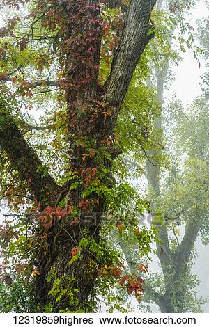 Stock Photograph - Nature. Fotosearch