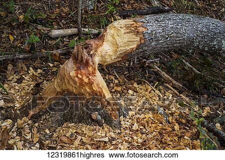 Nature View Large Photo Image Stock Photograph - Nature. Fotosearch