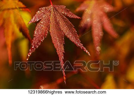 Stock Photograph - Nature. Fotosearch