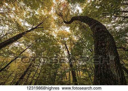 Stock Photograph - Nature. Fotosearch