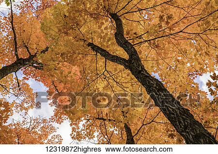 Stock Photograph - Nature. Fotosearch