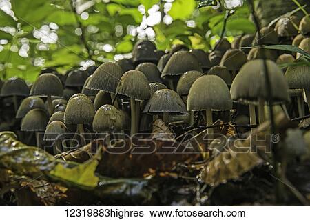 Stock Photograph - Nature. Fotosearch