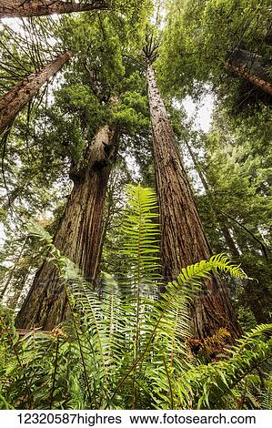 Stock Photograph - Nature. Fotosearch