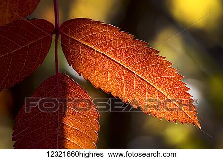 Nature View Large Photo Image Stock Photograph - Nature. Fotosearch