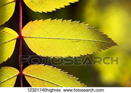 Stock Photograph - Nature. Fotosearch