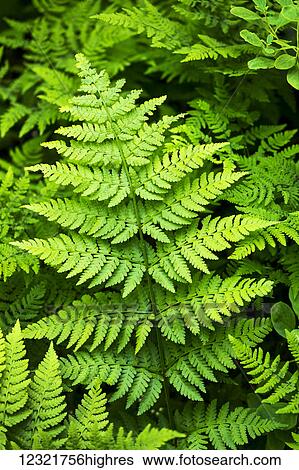 Stock Photograph - Nature. Fotosearch