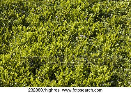 Stock Photograph - Nature. Fotosearch