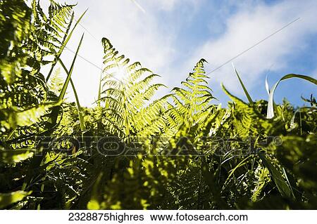 Nature View Large Photo Image Stock Photograph - Nature. Fotosearch