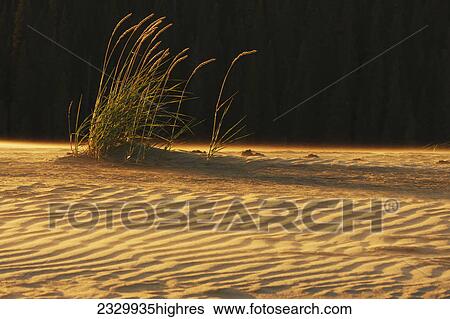 Stock Photograph - Nature. Fotosearch