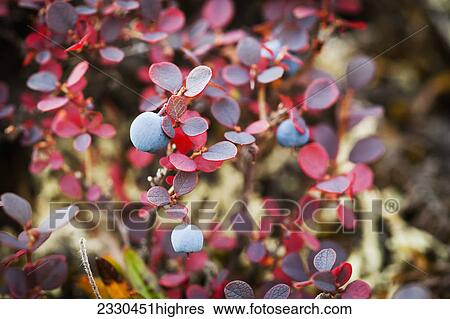 Stock Photograph - Nature. Fotosearch