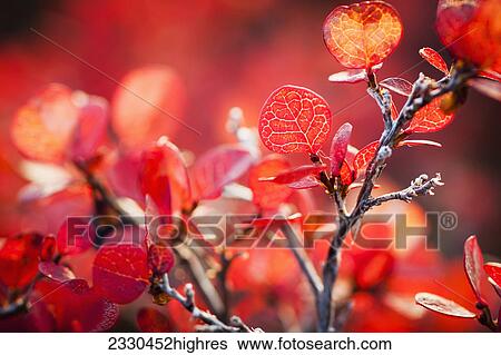 Stock Photograph - Nature. Fotosearch